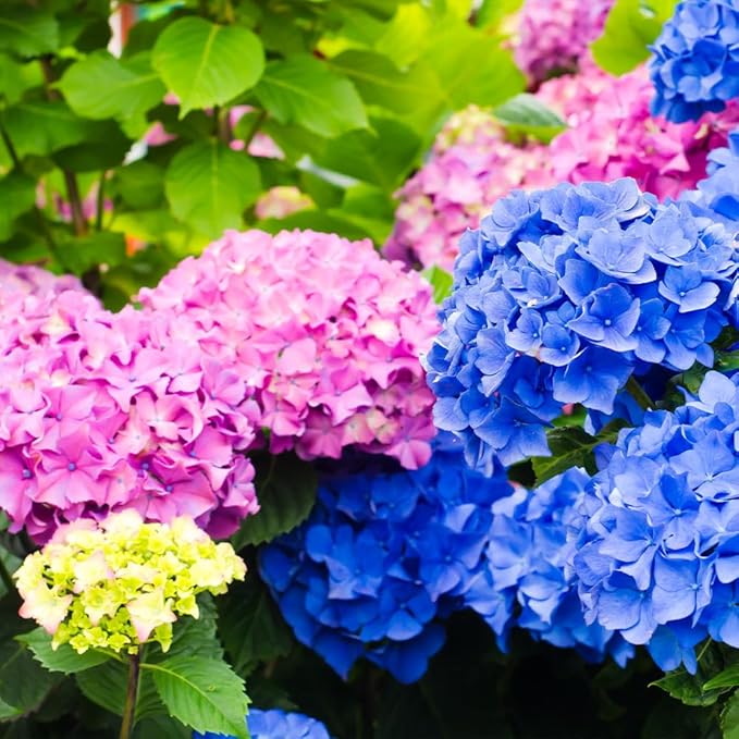 Brighter Blooms - Endless Summer® The Original Reblooming Hydrangea, 3 Gallon - No Shipping to AK, AZ, HI