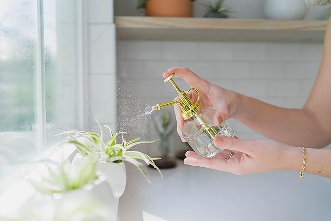 Tillandsia Caput Medusae Air Plants - Live Succulent House Plants - Available in Wholesale and Bulk - Home and Garden Decor - Easy Care Indoor/Outdoor Air Plant (Pack of 5)
