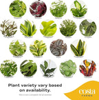 Live Indoor House Plants (3-Pack), Hand Selected Easy to Maintain Indoor Assorted Houseplants in Plant Pots, Curated Air Purifying Mix, Low Light, Home Office Decor Plant Gift