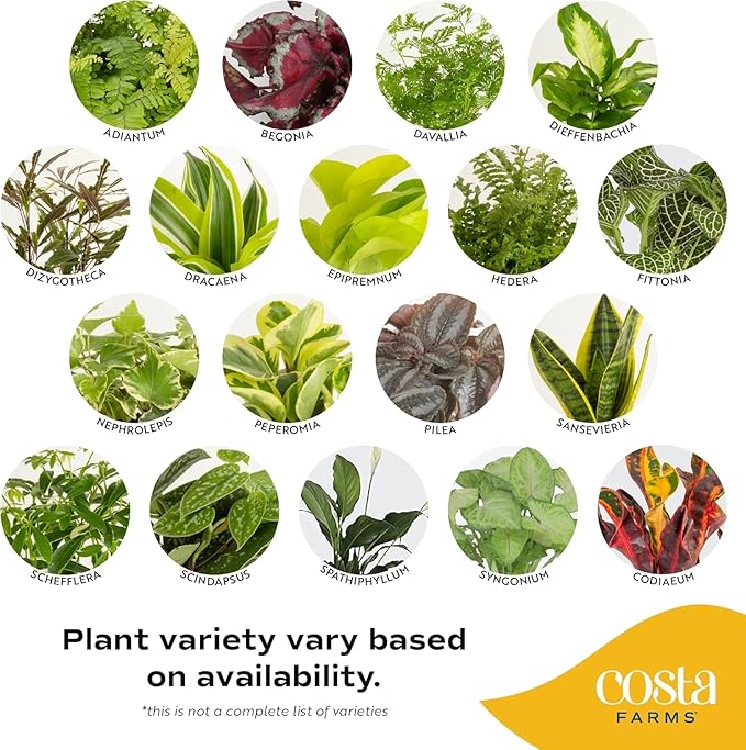 Costa Farms Live Indoor Plant Bundle in Decorative Pots, Easy to Maintain, Air Purifying Indoor Houseplants, Assorted Varieties, Room or Office Decor, House Warming Gift, 8-12 Inches Tall, Pack of 2