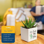 Costa Farms Haworthia Live Plant in Decorative Pot, Easy to Maintain Succulent Indoor Houseplant, Perfect for Home, Room, or Office Decor, Great House Warming or Birthday Gift, 2.75-6 Inches Tall