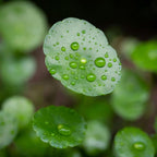 CarpetC 400+ Gotu Kola Seeds for Planting, Ornamental Plants Centella Hydrocotyle vulgaris, Pennywort Aquatic Plant with Round Coin-Shaped Leaves for Ponds, Aquariums & Container Gardens