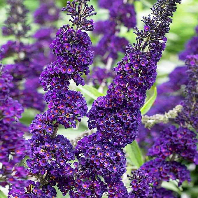 Brighter Blooms - Black Knight Butterfly Bush, 1 Gallon - No Shipping to AK, AZ, HI, OR, WA