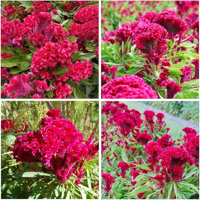 300+Red Rare Cockscomb Seeds for Planting-Celosia Flower Seeds Flowering Heirloom Plant