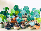 6-7 Cm Stephania Cephalantha Plant Caudex, Already Sprouts, Rare Succulent with No Hair Roots from 2.5 to 3" Wide Caudex for Planting, Home Decor, Houseplant, Cold Hardy