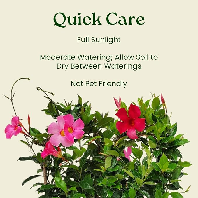 Pretty Pink Live Dipladenia Plant - Live Flowering Plant - Trellis - 18" Hoop, 18" to 20" Overall Height - 1 Gallon Planter - Tropical Plants of Florida (Plant Only)