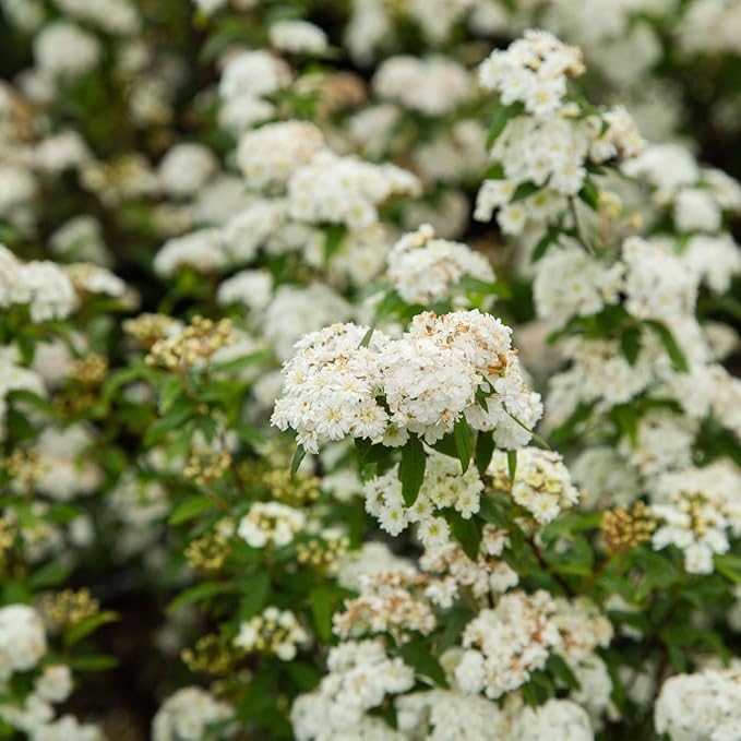 Reeves Bridal Wreath Spirea (2.5 Quart) White Blooming Deciduous Shrub - Full Sun Live Outdoor Plant