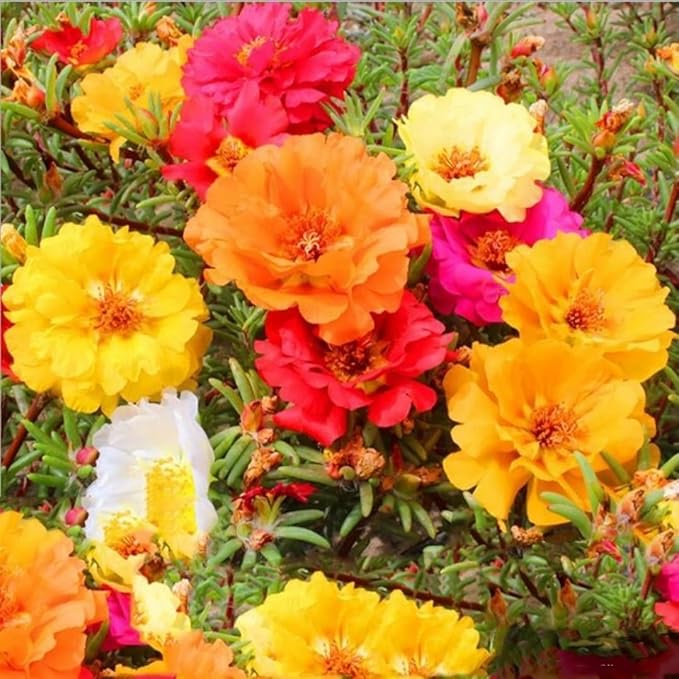 Mixed Color-10000 Sun Rose Seeds - Mexican Rose, Portulaca Grandiflora Mix, Moss-Rose Purslane, Eleven O'clock, Rock Rose