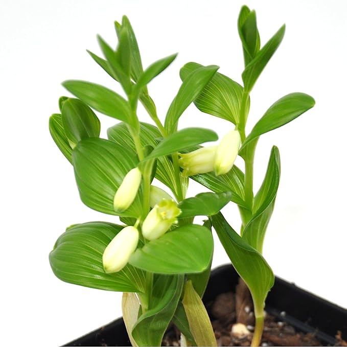 Polygonatum humile, Dwarf Solomon's Seal, Shade Plant, Bends attractively in a Shady Border, Container Size: 3.5"