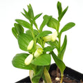Polygonatum humile, Dwarf Solomon's Seal, Shade Plant, Bends attractively in a Shady Border, Container Size: 3.5"