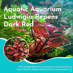 Live Aquarium Ludwigia Repens Plants - Great Background for Fish - Long Lasting & Easy to Maintain - Suitable for Summer & Winter - Natural Oxygenator - Bunch - Dark Red