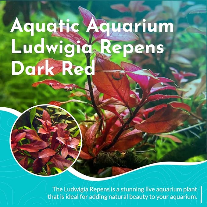 Live Aquarium Ludwigia Repens Plants - Great Background for Fish - Long Lasting & Easy to Maintain - Suitable for Summer & Winter - Natural Oxygenator - Bunch - Dark Red
