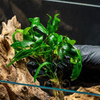 SubstrateSource Cryptocoryne Live Aquarium Plants - Freshwater Plant for Aquariums, Planted Fish Tanks - Beginner Friendly (Petchii, 1 Pot (3-5 Plants))