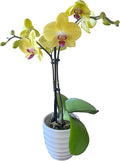 Live Orchid Plant - Lemon Drop 2 Spike Mini