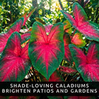 6 Red Alert Caladium Bulbs for Planting Bright Red and Green Spotted Leaves Tropical Foliage Plant for Shade Garden Containers Patio Beds Elephant Ear Style (6 Bulbs)