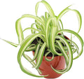 California Tropicals Bonnie Curly Spider Plant - Real Live Tropical Houseplant, Perfect for Indoor/Outdoor Home and Office Decoration, Easy Care, Perfect for Pots, Baskets or Patio - 4 Inch