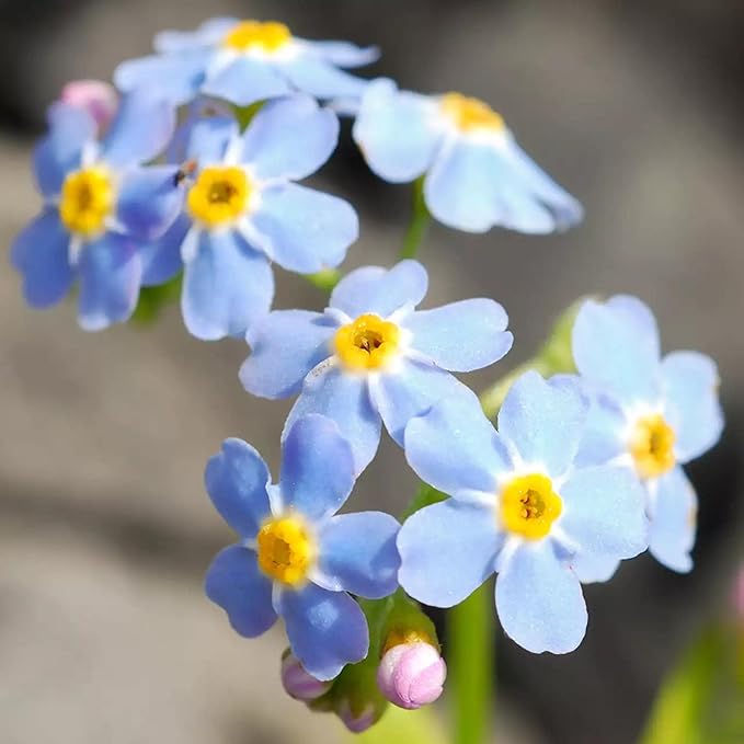 Chalily Forget-me-not, a Great Live Pond Plant for Your Water Garden. Filters koi and Goldfish Ponds. Good for Bogs, Plant Shelf or Shallow Water This marginal Aquatic is a Real Beauty