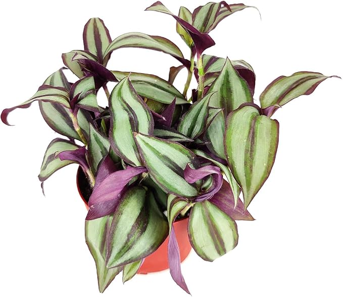 Tradescantia Zebrina 'Wandering Dude' (4 inch) - Air-Purifying Houseplants - 4/6 inch Unique Live Decorative Houseplants - Low-Maintenance Indoor Plants, House Warming Gift, Natural Air Purifier
