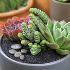 Altman Plants 3.5" Crassula Baby Necklace, Succulent Plants Live Succulents Plants Live Indoor Plants Live Houseplants Live Indoor House Plants Indoors Live Plants Outdoor Plants Live Succulent Plants