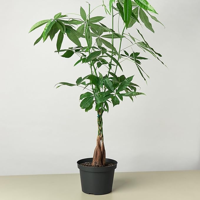 Money Tree 'Guiana Chestnut' Pachira Braid | Live Plant for Indoor & Outdoor | for Living Room, Office, Bathroom | (10" Pot)