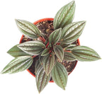 Peperomia Rosso - 4'' from California Tropicals