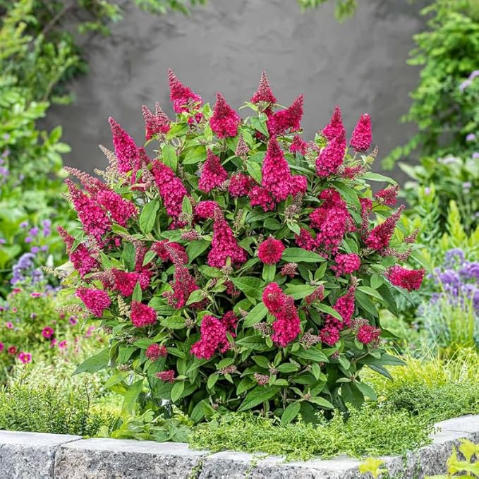 Raspberry Butterfly Bush Live Shrub Plant Shrub, Buddleia Bush Well Rooted, 5 to 10 Inc Tall