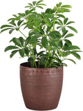 Thorsen's Greenhouse Live Arboricola Umbrella Tree Plant, Schefflera Arboricola, Natural Air Purifier, Easy to Grow, Live Indoor Houseplant, 4-inch Diameter (Copper)