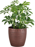 Thorsen's Greenhouse Live Arboricola Umbrella Tree Plant, Schefflera Arboricola, Natural Air Purifier, Easy to Grow, Live Indoor Houseplant, 4-inch Diameter (Copper)