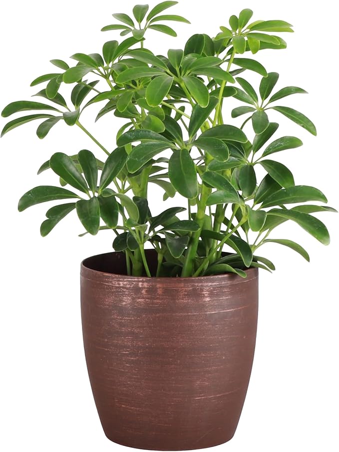 Thorsen's Greenhouse Live Arboricola Umbrella Tree Plant, Schefflera Arboricola, Natural Air Purifier, Easy to Grow, Live Indoor Houseplant, 4-inch Diameter (Copper)