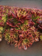 4" Aeonium Superbang Succulents Plants Live, Rare Succulent Plants Fully Rooted in Succulent Soil, Unique Live House Plant for Home Office Decor, by The Succulent Cult