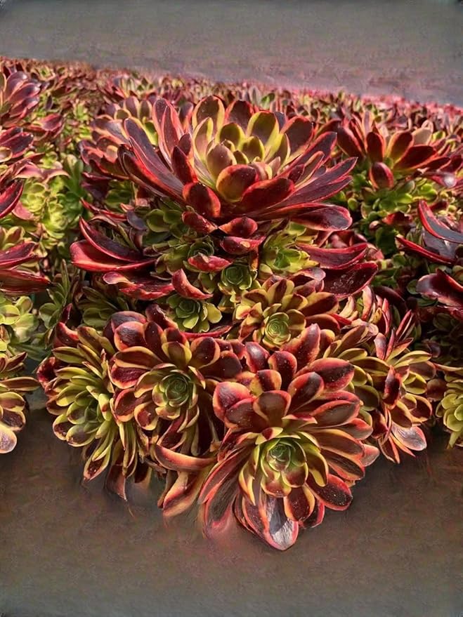 4" Aeonium Superbang Succulents Plants Live, Rare Succulent Plants Fully Rooted in Succulent Soil, Unique Live House Plant for Home Office Decor, by The Succulent Cult