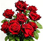 Rare Rose Seeds, 500 Pcs, Sunset Colored Blooming Plants for Garden Flower Beds, Borders & Cut Flowers, Prolific Outdoor Rose Seeds Thriving in Full Sun & Well-Draining Soil (Red)