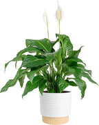 Costa Farms Peace Lily Live Plant in Decorative Pot, Large Air Purifying Flowering Indoor Houseplant, Perfect for Home, Room, or Office Decor, Great House Warming or Birthday Gift, 2-3 Feet Tall