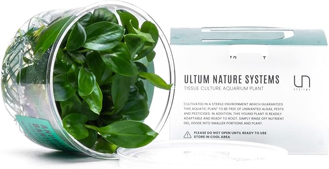 Ultum Nature Systems Anubias Barteri Tissue Culture Live Plant for Aquarium, Aquascape, Freshwater Fish Tanks - 100% Snail Free in Vitro