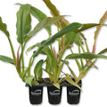 Philodendron Ring of Fire - 3 Live Starter Plants in 2 Inch Pots - Exotic and Rare Indoor Houseplant - A Kaleidoscope of Colors