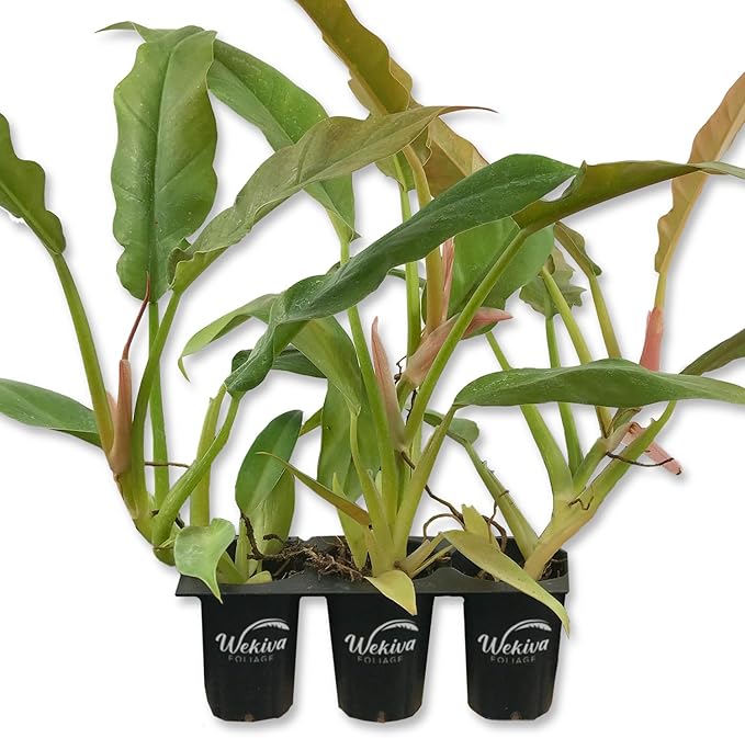 Philodendron Ring of Fire - 3 Live Starter Plants in 2 Inch Pots - Exotic and Rare Indoor Houseplant - A Kaleidoscope of Colors