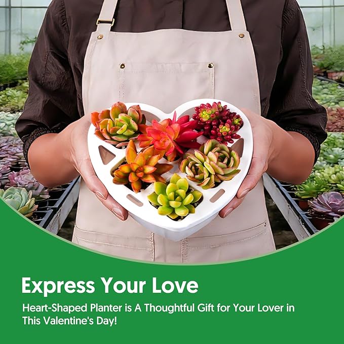 Sprout N Green 6 Live Succulents in Heart Shaped Planter, Assorted Lovely Plants for Mother's Day Valentine's Day Anniversary Housewarming, Romantic Birthday Gift for Your Lover Girlfriend Wife