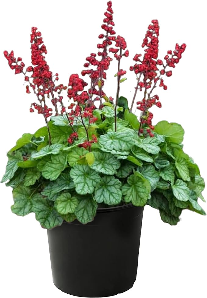 Live Heuchera (Coral Bells) - Shades of Green - Beautiful Shade Perennial - Healthy Spring Plant - 12" Tall by 6" Wide in 2.5 Qt Pot