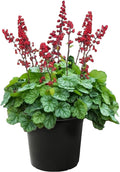 Live Heuchera (Coral Bells) - Shades of Green - Beautiful Shade Perennial - Healthy Spring Plant - 12" Tall by 6" Wide in 2.5 Qt Pot