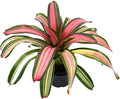 ragnaroc Live Plants – Bromeliad Neoregelia Minerva, 8-12" in 6" Pot - 1ct - Live Arrival Guaranteed - House Plants for Home Decor & Gift