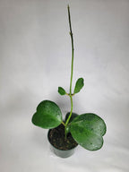 Hoya Kerrii with Heartshape Leaves Live Hoya Plant Great Gift for Mothers and Loved Ones Sweetheart Hoya Live Plant (Hoya Kerrii in 4" Pot, 4-6 Leaves Plant)