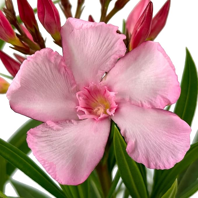 Hardy Pink Oleander – 3 gal - Pink Flowers on a Large Evergreen Shrub with a Tropical Appeal – Zones 8-10 - Nerium Oleander 'Hardy Pink' - 3 Gallon Pot
