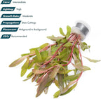 SubstrateSource Live Aquarium Stem Plants - Freshwater Aquatic Plant for Fish Tanks, Aquascaping - (Nesaea Pedicellata Golden, 1 Bunch)