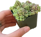 Sedum Minor Corsican Stonecrop - Live Succulent Plant, 2 Inch Plastic Pot, Tiny Blue Green Leaves, Easy to Care, Cold Hardy, Pet Friendly Outdoor Plant for Home Office Decoration