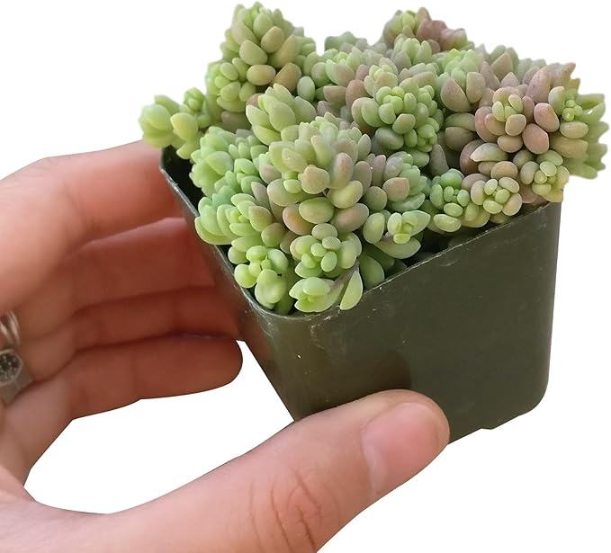 Sedum Minor Corsican Stonecrop - Live Succulent Plant, 2 Inch Plastic Pot, Tiny Blue Green Leaves, Easy to Care, Cold Hardy, Pet Friendly Outdoor Plant for Home Office Decoration