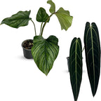 LEAL PLANTS ECUADOR Anthurium Warocqueanum & Philodendron Mamei Silver (Pack of 2), Rare Exotic Indoor Plants in 4” Pots | Air-Purifying & Easy-Care Houseplants| Perfect for Home & Office Décor