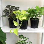 Altman Plants, Classic Houseplant Collection (4PK) Live Plants Indoor Plants Live Houseplants in Plant Pots, Easy House Plants Indoors Live, Snake Plant, Pothos in Potting Soil, Clean Air Plants