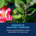 BioAdvanced 3-in-1 Insect, Disease, and Plant Mite Control Spray - Insecticide, Fungicide & Miticide - Ready-to-Use - Prevents Pests and Diseases - Up to 14 Days Protection - 24 fl oz Bottle