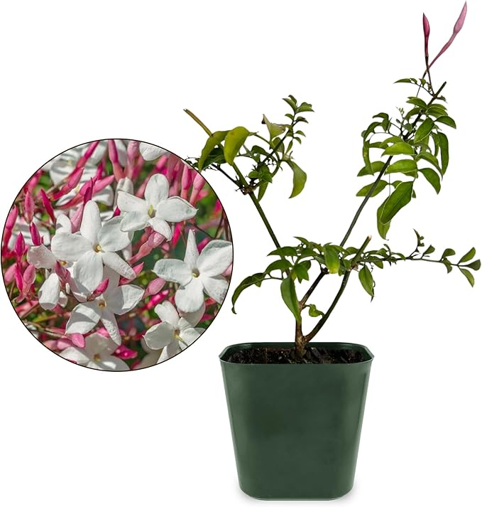 My Shelfie - Mini Pink Jasmine Plant Vine, Jasminium Polyanthum Starter in 2-Inch Pot, Live Plants Outdoor Setting, Pet-Friendly, 5-Piece