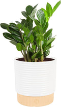 Costa Farms ZZ Live Plant in Decorative Pot, Easy to Maintain, Air Purifying Indoor Houseplant, Perfect for Home, Room, or Office Decor, Great House Warming or Birthday Gift, 12-20 Inches Tall